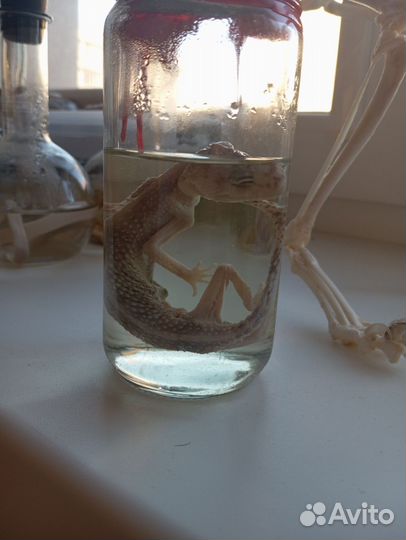 Анатомические препараты