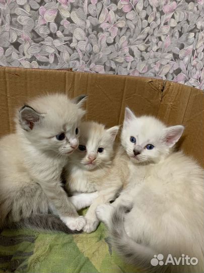 Котятки в добрые руки