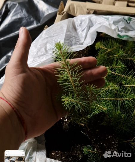 Саженцы сосны зкс