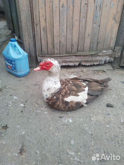 Селезень индоутки