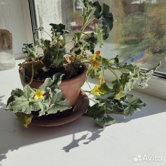 Бешеный огурец(лат.Ecballium elaterium)