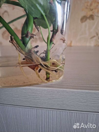 Хойя компакта,шелковый лист,сплеш и лакуноза