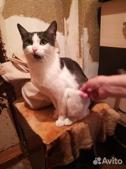 Кошка