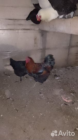 Молодые петухи