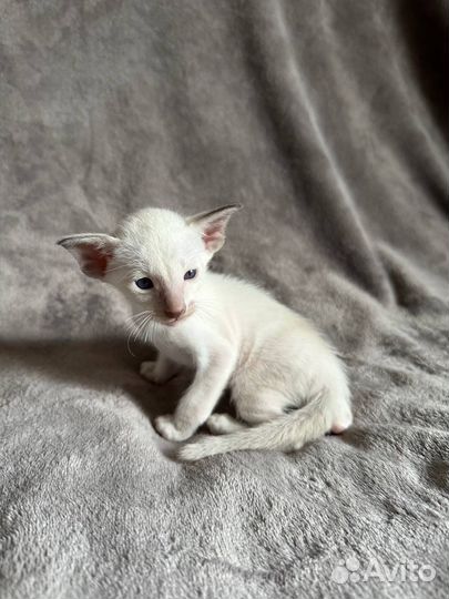Ориентальные котята