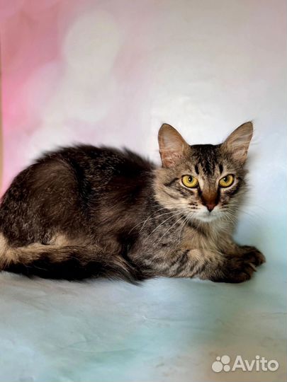 Котенок 8 мес