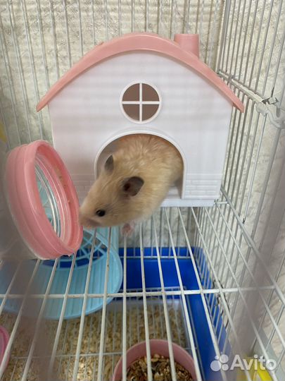 Сирийский хомяк бесплатно