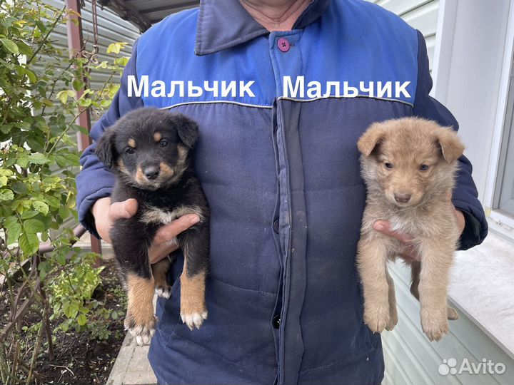 Щенок в дар бесплатно