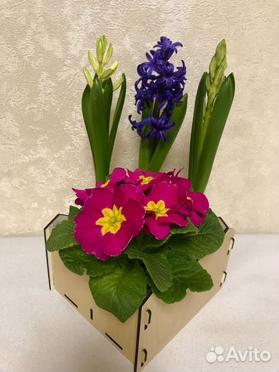 Цветы гиацинты к 8 марта