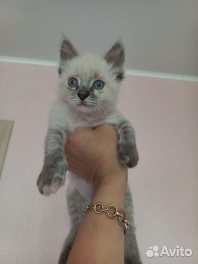 Отдам котенка в добрые руки