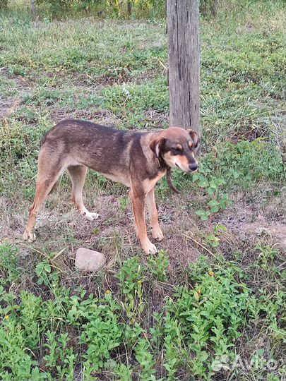 Собака в добрые руки