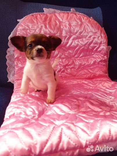 Щенки чихуахуа