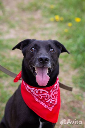 Собака в добрые руки