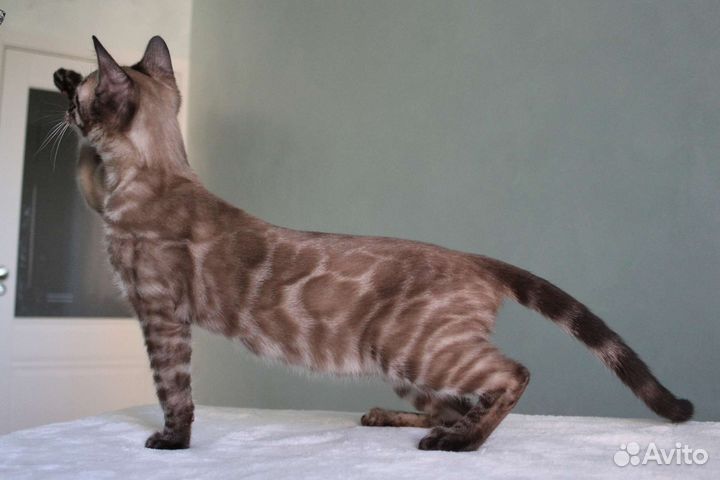 Бенгальские котята уголь