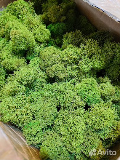 Мох ягель стабилизированный