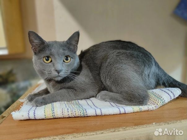 Дымчатая кошечка Лиза