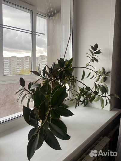 Замиокулькас, Фикусы, Алоэ и др комнатные растения