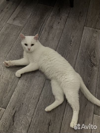 Бесплатно отдам котика