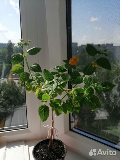 Лантана