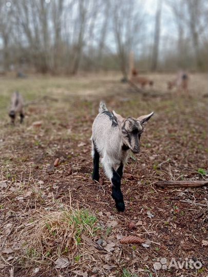 Альпийский козлик