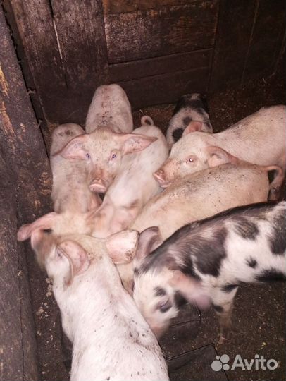 Поросята