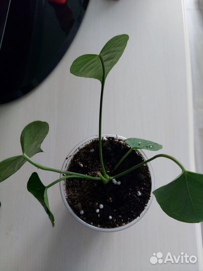 Антуриум красный