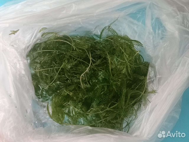 Аквариумные растения купить в Колпино | Животные и зоотовары | Авито