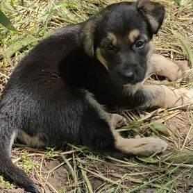 Собаки в добрые руки