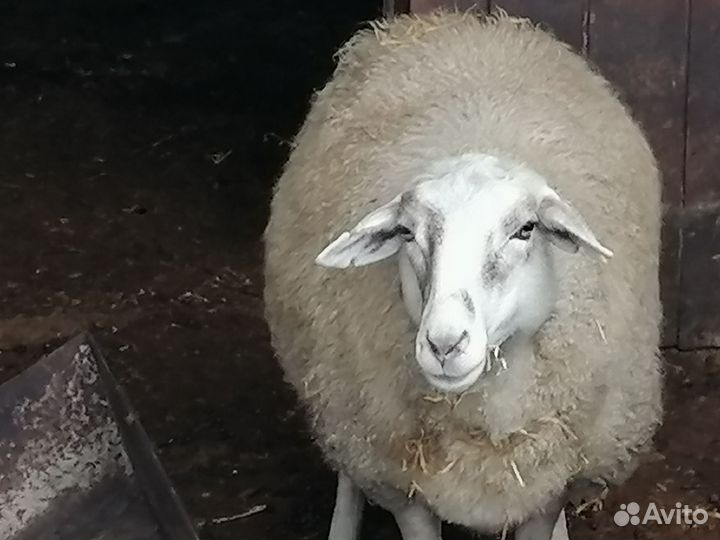 Овца, баран