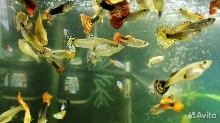 Моллинезии и гуппи