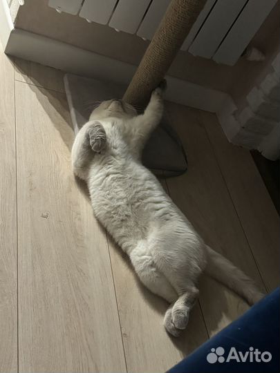 Вязка с шотландским котом