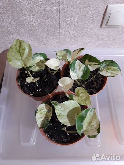 Эпипремнум