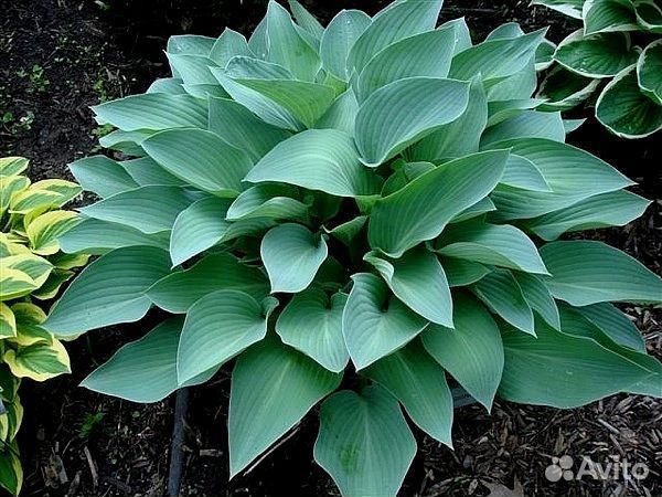 Хоста растение