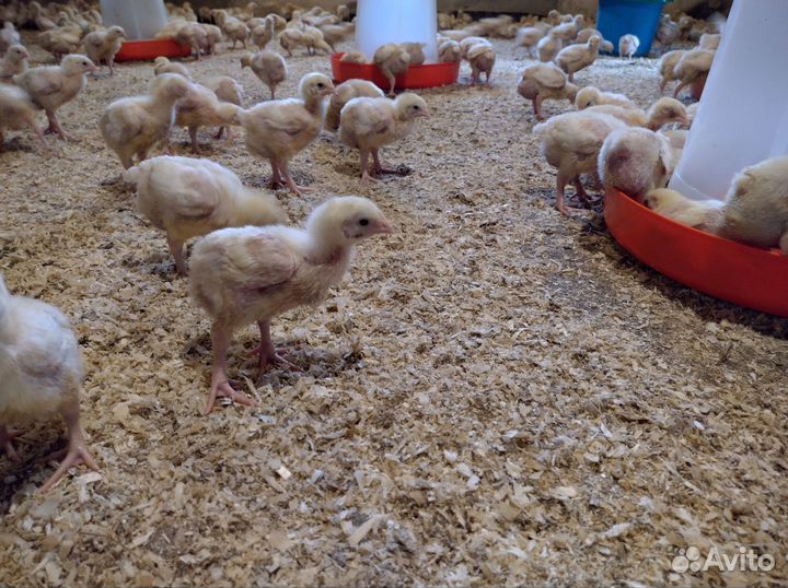 Цыплята бройлеры подрощенные Росс 308