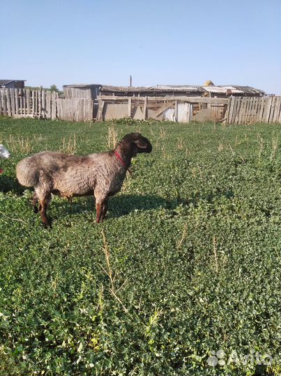 Овцы бараны