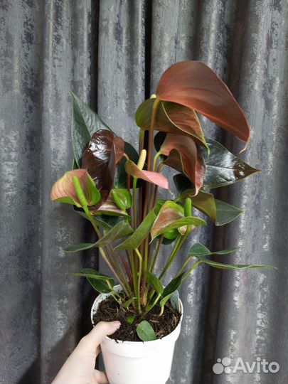 Антуриум Рейнбоу чемпион