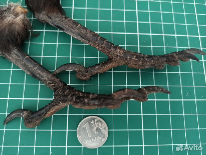 Лапа ворона