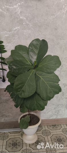 Фикус лирата