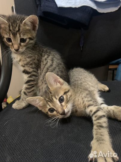 Бенгальские мраморные котята