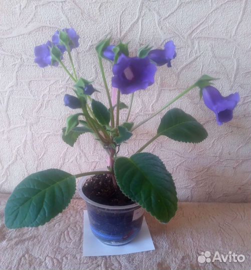 Тидея зацветает