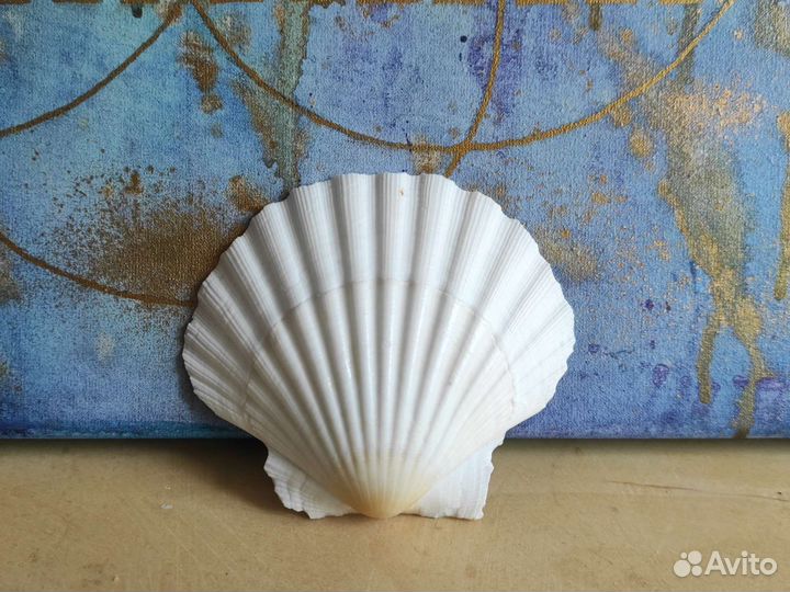 Ракушка морского гребешка