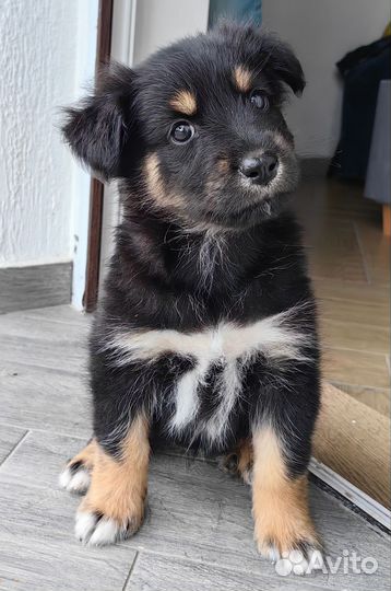 Девчонка в добрые руки