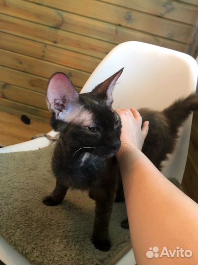 Кошечки сфинкс донской браш