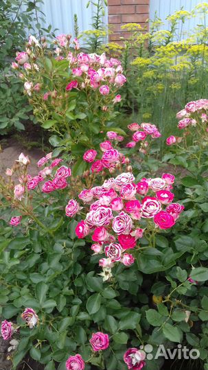 Цветущий саженец розы Шоне Кобленцерин