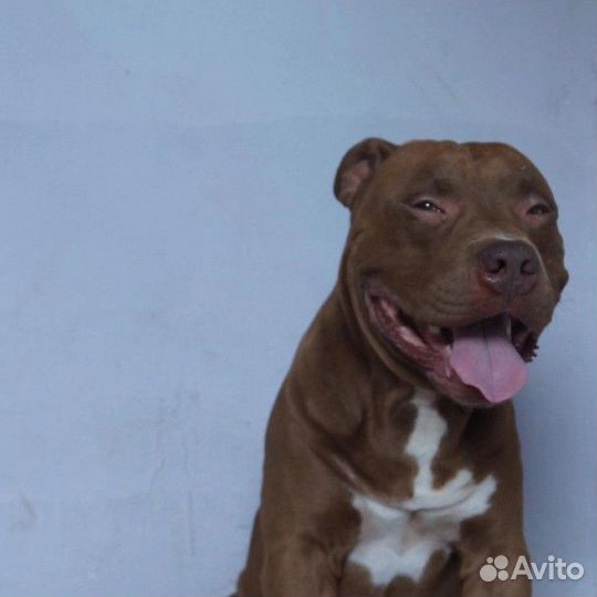 Щенки питбуля