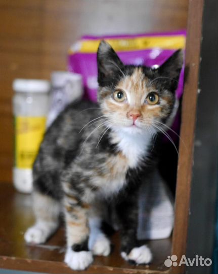 Ищем хозяйку для кошечки