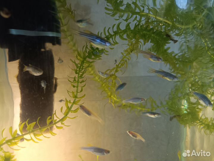 Данио рерио