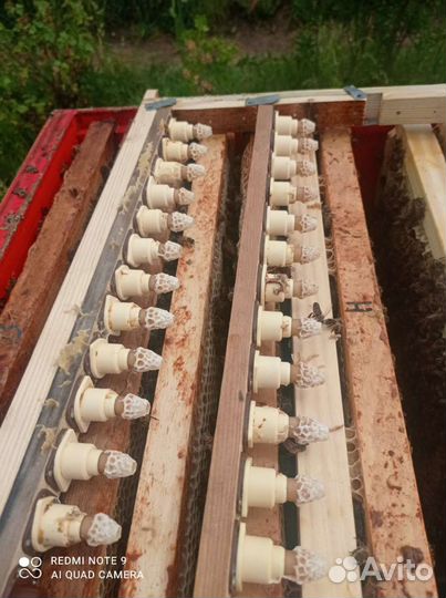 Продам пчелосемьи