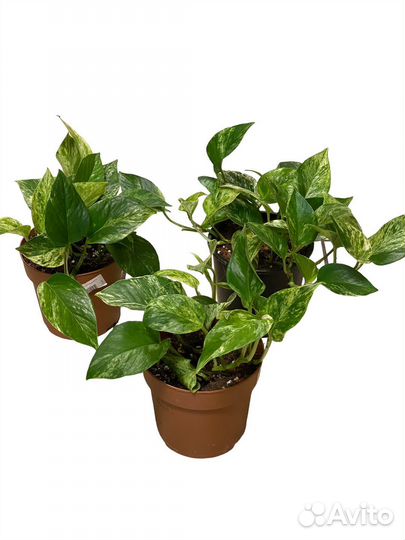 Эпипремнум Марбл Квин