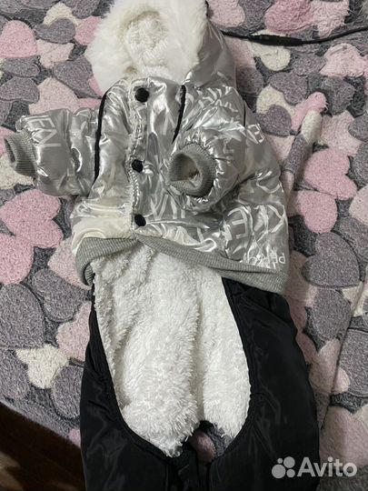 Одежда для собак мелких пород